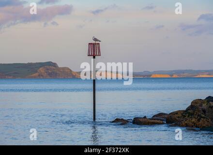 Lyme Regis, Dorset, UK. 15th Mar, 2021. UK Weather: A seagull perched on a marker looking out over the Jurassic coast and Golden Cap just before sunset. The cliffs of West Bay and Burton Bradstock seen in the distance glow gold in the late evening sunshine. Credit: Celia McMahon/Alamy Live News Stock Photo