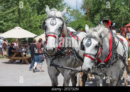 Muskogee Oklahoma May 22 2010-Beautiful pair of matched white horses in pretty harness with lots of red and blinders and bells pull wagon Stock Photo