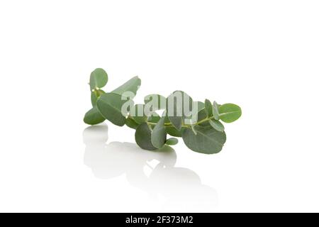 Fresh eucalyptus leaves isolated on white background. Stock Photo