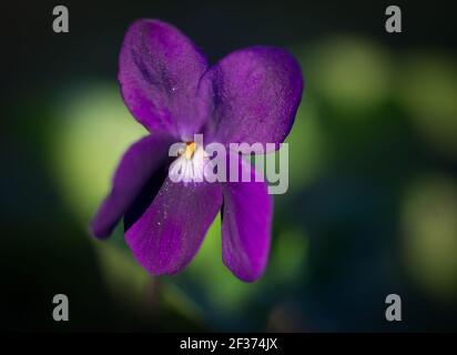 Close up of violet flower petals against a black background in spring in southern France Stock Photo