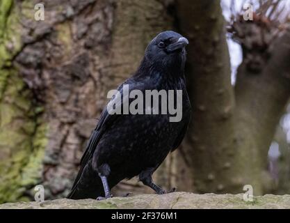 A Carrion Crow ( Corvus Corone) perched on a wall, Warriston,  Edinburgh. Stock Photo
