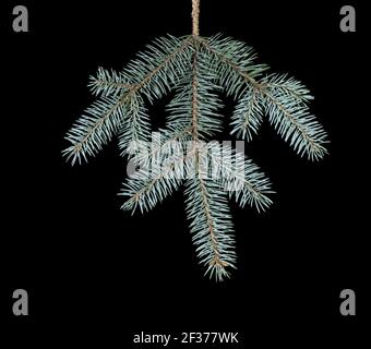 Fir branch, varieties of blue spruce, neat needles of a Christmas tree isolated on a smooth black background. Concept - Merry Christmas, New Year Stock Photo