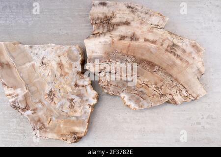 A fossil of wood thousands of years old Stock Photo