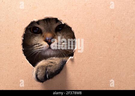 A brown Scottish Fold kitten sits in a cardboard box and looks through the hole, the kitten pokes its paw out of the hole in the box. Stock Photo