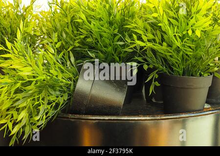 artificial flowers in black pots on an old oil barrel Stock Photo