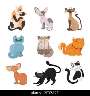 Cartoon domestic cats vector. Illustration of animal with tail and whiskers Stock Vector