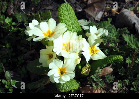 primrose, common primrose or English primrose, Stängellose Schlüsselblume, Primula vulgaris, szártalan kankalin Stock Photo