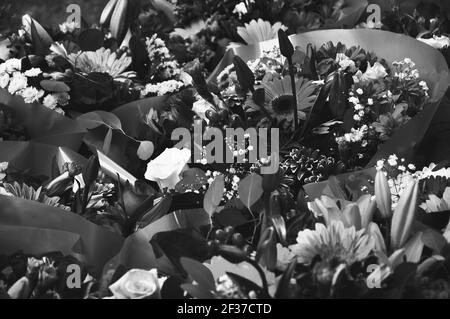 tumblr backgrounds flowers black and white