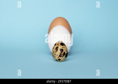 Three type of different birds eggs isolated on blue paper background. Various size and kind choice concept. Quail, egg and turkey eggs nutrients Stock Photo