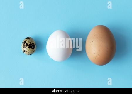Three type of different birds eggs isolated on blue paper background. Various size and kind choice concept. Quail, egg and turkey eggs nutrients Stock Photo