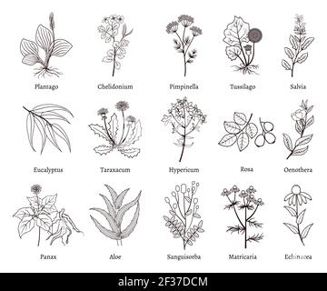 Medicinal herbs and plants doodle vector collection. Hand drawn herb for medicinal use, herbal plant sketch drawing illustration Stock Vector