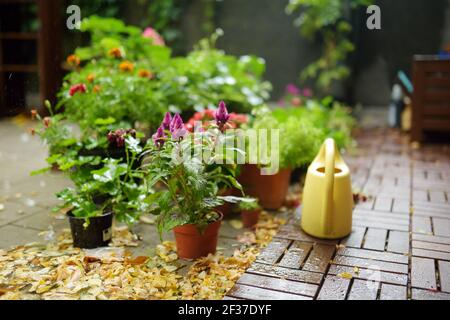 Watering variuos plants and colorful flowers on sunny summer day. Gardening and fun summer activities. Small backyard garden. Stock Photo