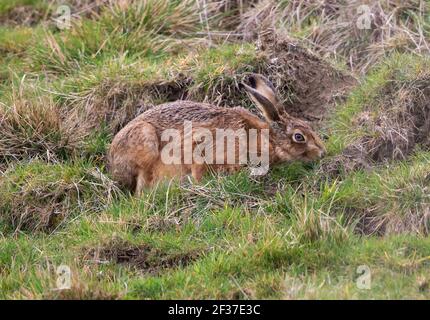 Brown Hare in the Cotswold Hills Stock Photo