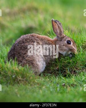 Young Rabbit in a patch of grass Stock Photo