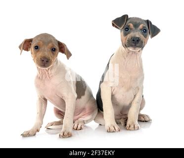 brazilian terriers in front of white background Stock Photo