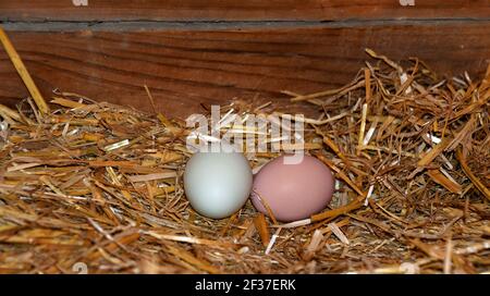 Two eggs, one white and one pink, sit nestled in a straw nest inside a wooden barn. Stock Photo