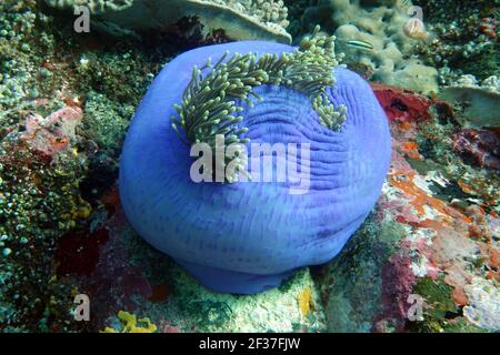 fast geschlossene Prachtanemone Heteractis magnifica, Indonesien, Nord-Molukken, Halmahera Stock Photo