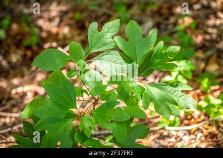 A Sassafras (Sassafras albidum) sapling in the woods. Raleigh, North Carolina. Stock Photo