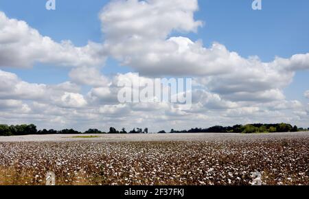 Acres and acres of white cotton sits ready for harvest in field in Tennessee.  Blue sky and clouds hangs over field. Stock Photo