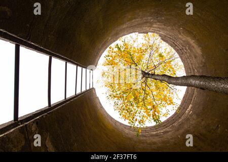 A Tree Grows Up Through a Tall Abandoned Silo Stock Photo