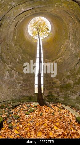 A Tree Grows Up Through a Tall Abandoned Silo Stock Photo