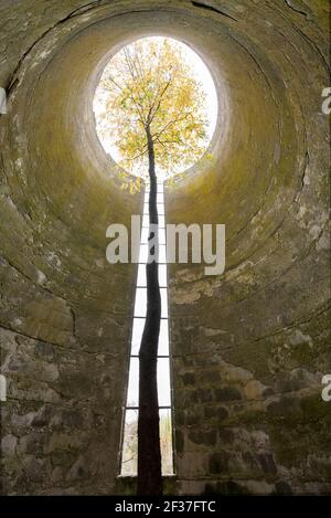 A Tree Grows Up Through a Tall Abandoned Silo Stock Photo