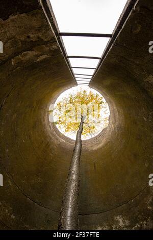 A Tree Grows Up Through a Tall Abandoned Silo Stock Photo