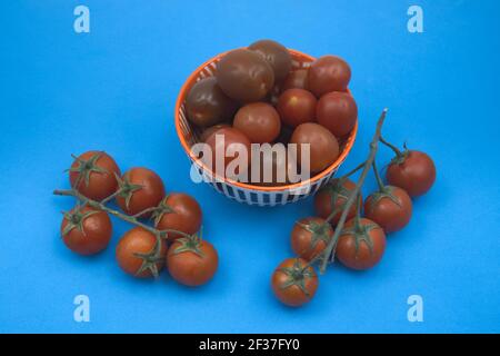 Still life of some cherry tomatoes of different varieties, on the branch, pear type, kumato, round on a neutral blue background