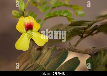 Close up of a Caesalpinia echinata flower, a endemic species of the Atlantic Forest. It is commonly known as brazilwood, the national tree of Brazil. Stock Photo