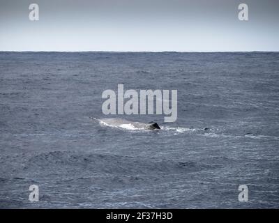 Sperm whale (Physeter macrocephalus), Southern Ocean,  Bremer Canyon, Albany, Western Australia Stock Photo