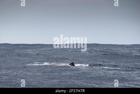 Sperm whale (Physeter macrocephalus), Southern Ocean,  Bremer Canyon, Albany, Western Australia Stock Photo