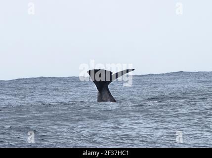 Sperm whale (Physeter macrocephalus) tail, Southern Ocean,  Bremer Canyon, Albany, Western Australia Stock Photo