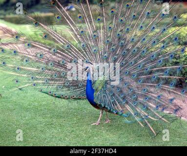 The Indian Peacock (Pavo cristatus) displaying its train, Wiltshire, England, United Kingdom Stock Photo