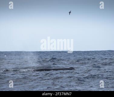 Sperm whale (Physeter macrocephalus) surfacing and muttonbird (Shearwater) overhead, Southern Ocean,  Bremer Canyon, Albany, Western Australia Stock Photo