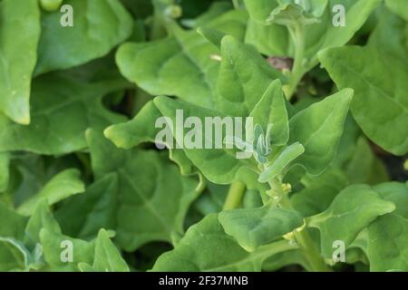 plants Warrigal greens  or tetragonia tetragonioides close up outdoors Stock Photo