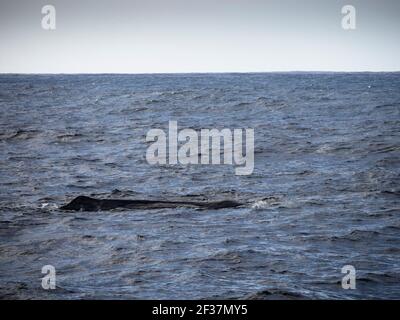 Sperm whale (Physeter macrocephalus) on the surface, Southern Ocean,  Bremer Canyon, Albany, Western Australia Stock Photo