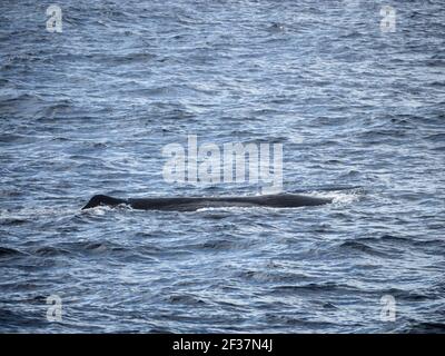 Sperm whale (Physeter macrocephalus) on the surface, Southern Ocean,  Bremer Canyon, Albany, Western Australia Stock Photo