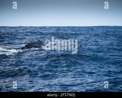 Sperm whale (Physeter macrocephalus) Southern Ocean,  Bremer Canyon, Albany, Western Australia Stock Photo