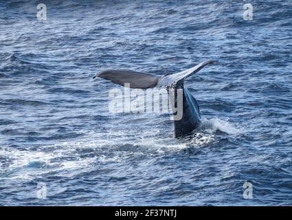 Sperm whale (Physeter macrocephalus) tail, Southern Ocean,  Bremer Canyon, Albany, Western Australia Stock Photo