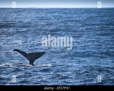 Sperm whale (Physeter macrocephalus) tail, Southern Ocean,  Bremer Canyon, Albany, Western Australia Stock Photo