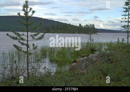 Finland, Finnland; Single pine trees by a lake in the taiga. Einzelne Kiefern an einem See in der Taiga. A typical landscape of Finland Stock Photo