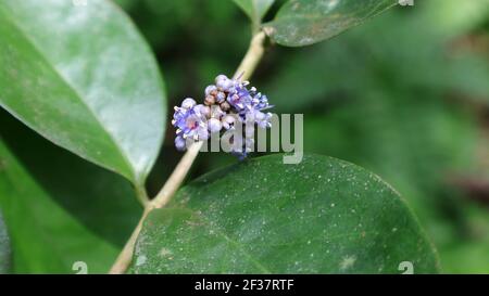 Close up of tiny purple color flowers and buds Stock Photo