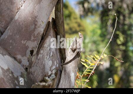 Brown anole lizard basking in the sun on the trunk of a palm tree. Stock Photo