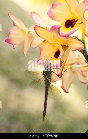 Large Common green darner dragonfly Anax junius on a yellow and red orchid plant in Naples, Florida. Stock Photo