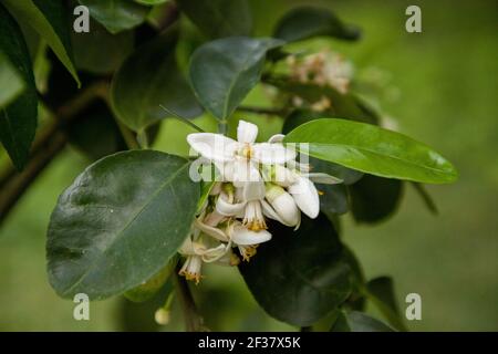 Blooming white flower on a grapefruit tree Citrus x paradisi in Naples, Florida. Stock Photo