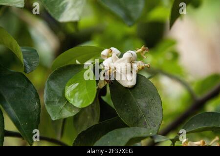 Blooming white flower on a grapefruit tree Citrus x paradisi in Naples, Florida. Stock Photo