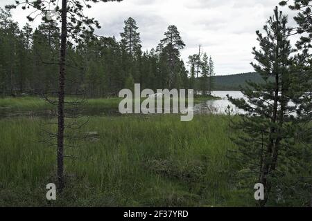 Finland, Finnland; Single pine trees by a lake in the taiga. Einzelne Kiefern an einem See in der Taiga. A typical landscape of Finland Stock Photo