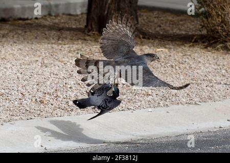 Hawk captures and flies away with Prey Stock Photo