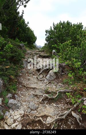 Mountaineering on a path with roots at the Hahntennjoch in Austria Stock Photo