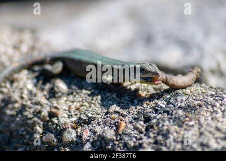 European Lizard with worms in the mouth, lagartixa portuguesa, great pest controller against worms and insects Stock Photo